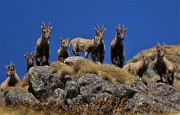 01 Gli stamabecchi ci ossevano mentre saliamo la Val Salmurano sul sent. 108 dalla Curva degli Sciocc